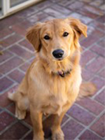 Coco the Winery dog