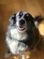 Osa the Winery dog