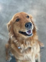 Zuzu the Winery dog